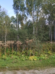 Heracleum sosnowskyi