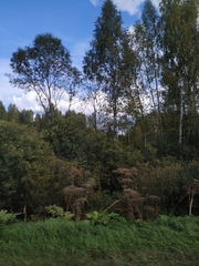 Heracleum sosnowskyi