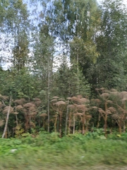 Heracleum sosnowskyi