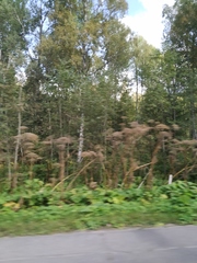 Heracleum sosnowskyi