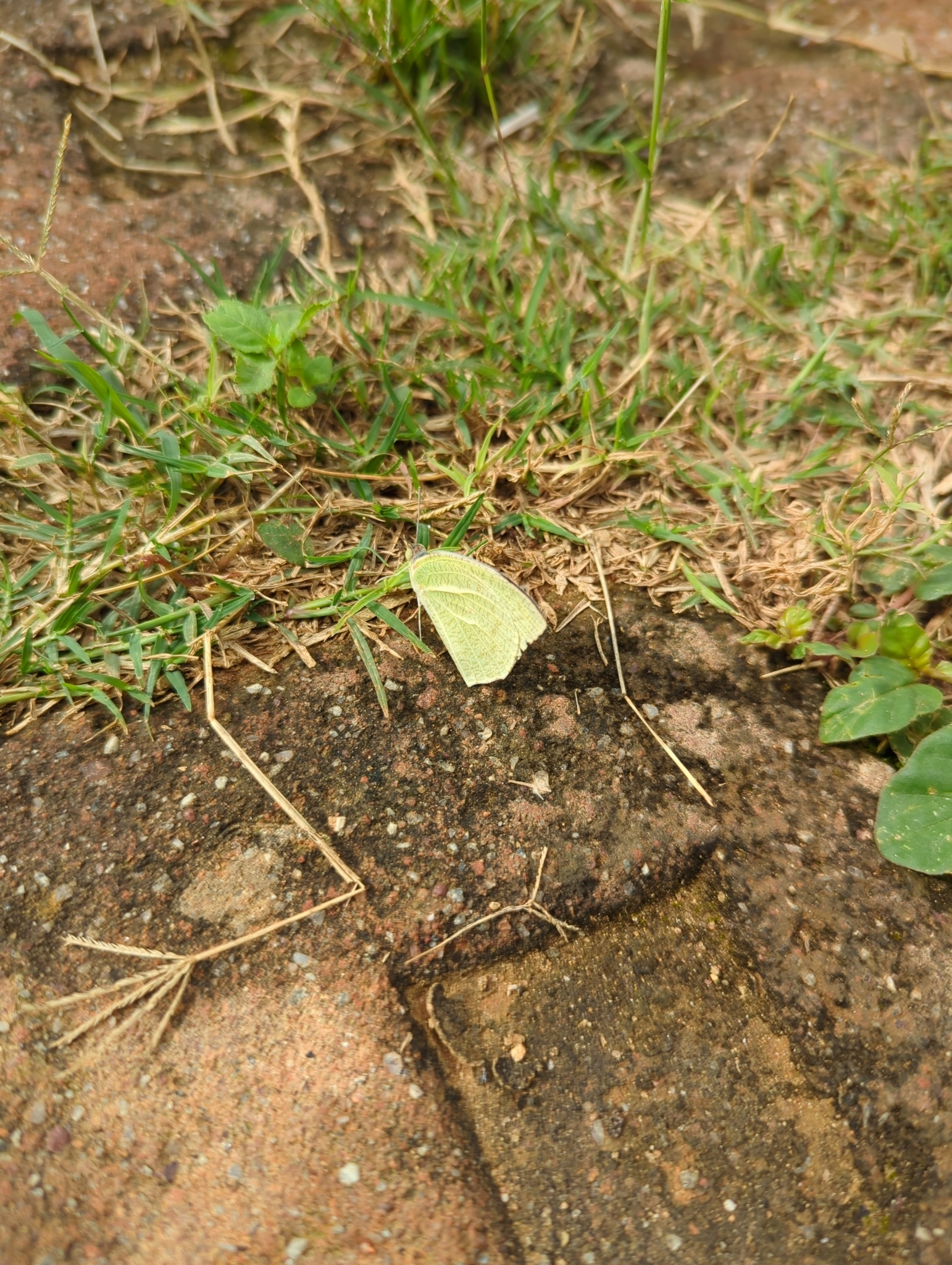 Mottled Emigrant