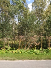 Heracleum sosnowskyi