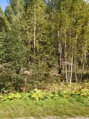 Heracleum sosnowskyi