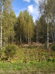 Heracleum sosnowskyi