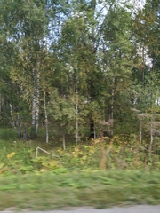 Heracleum sosnowskyi