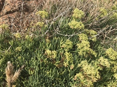 Crithmum maritimum
