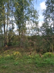 Heracleum sosnowskyi