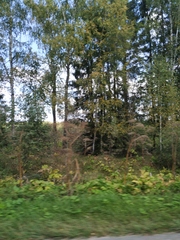 Heracleum sosnowskyi