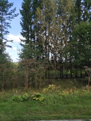 Heracleum sosnowskyi