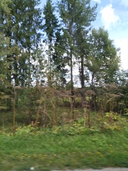 Heracleum sosnowskyi