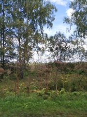 Heracleum sosnowskyi