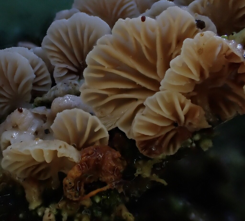 Collybiopsis affixa