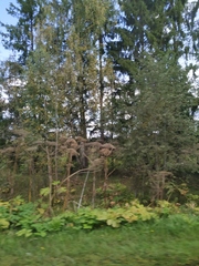 Heracleum sosnowskyi