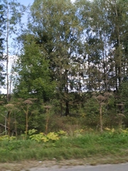 Heracleum sosnowskyi