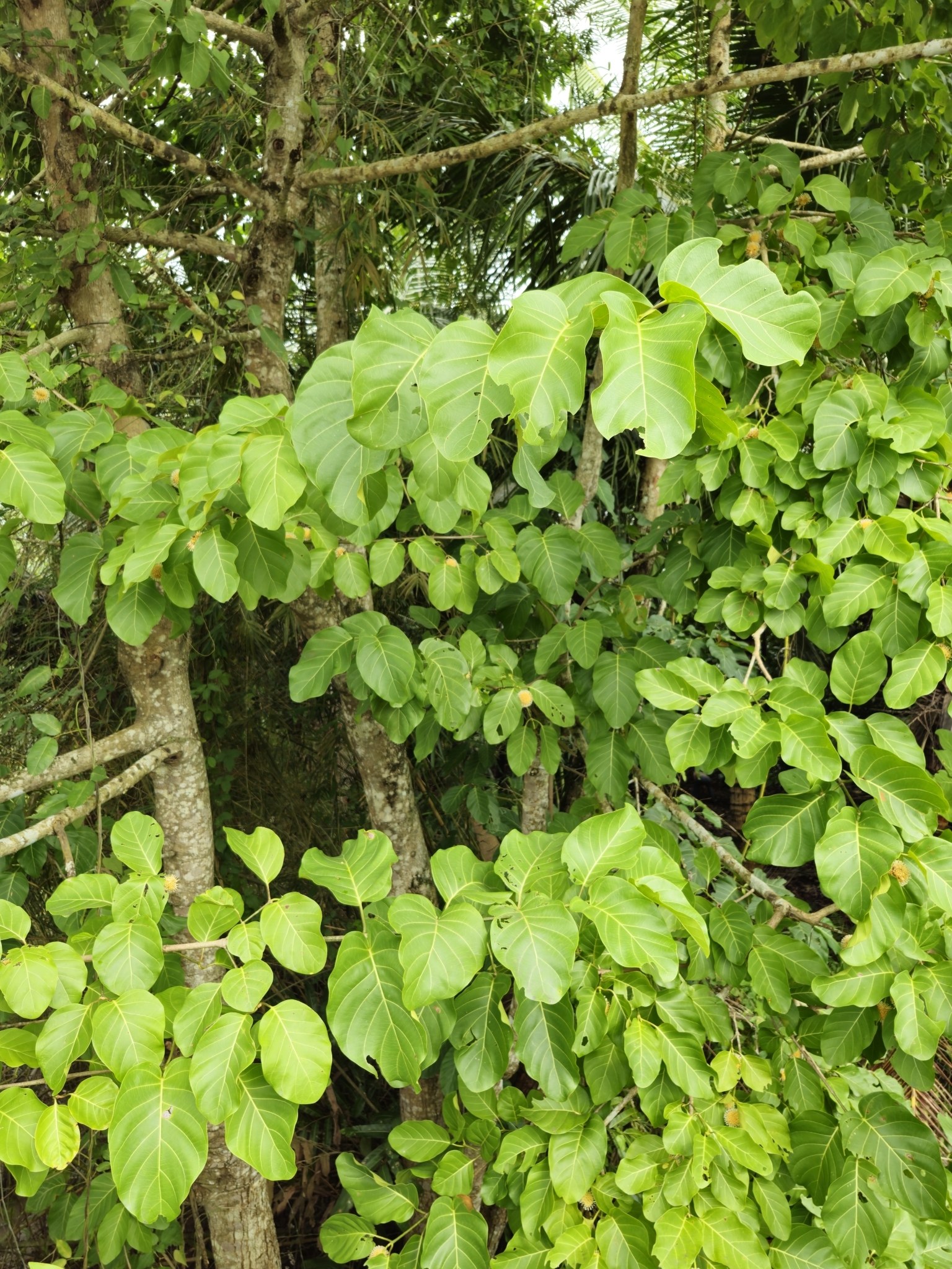 Nauclea orientalis (Nauclea orientalis)