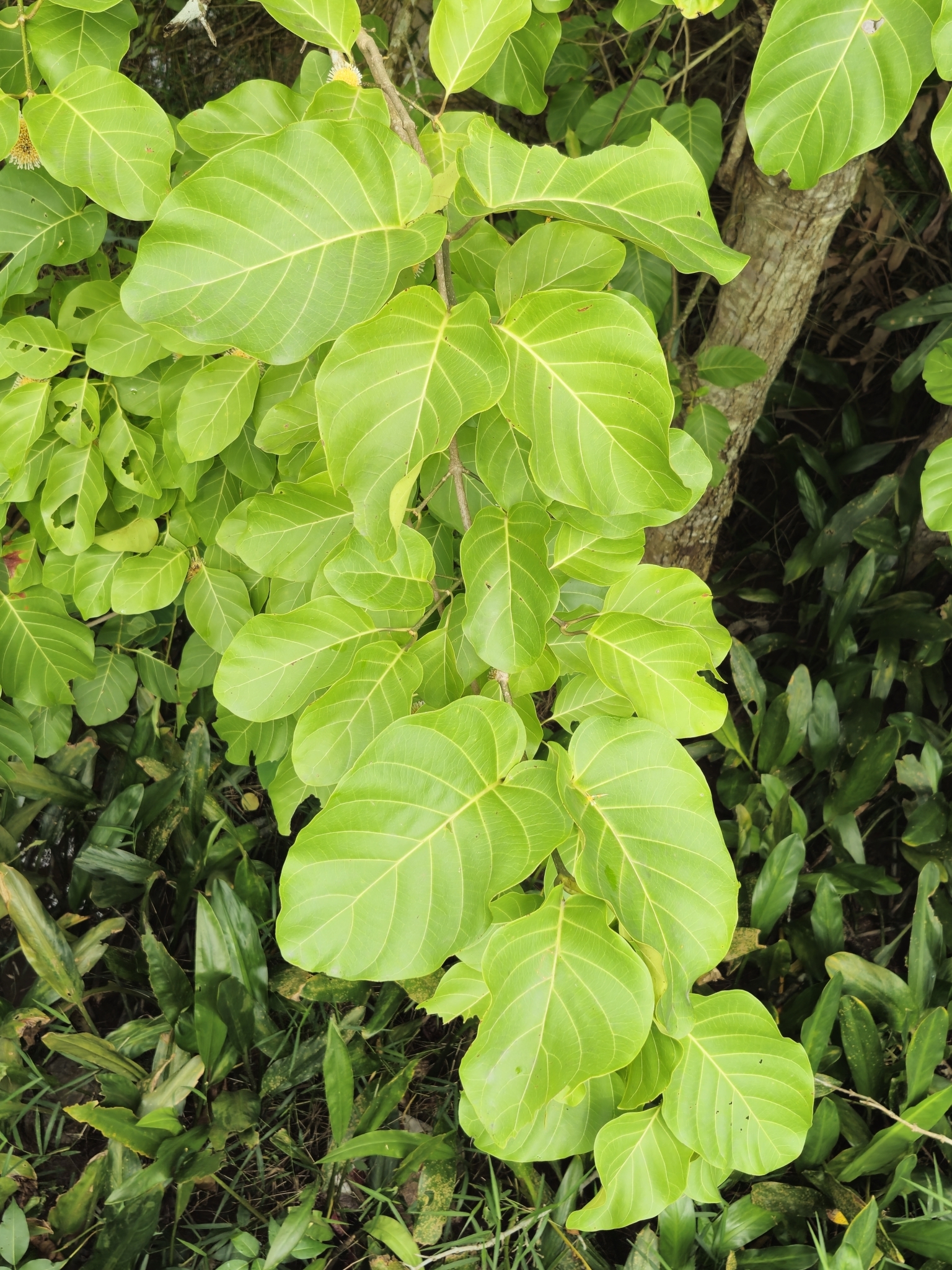 Nauclea orientalis — ảnh 2