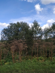 Heracleum sosnowskyi