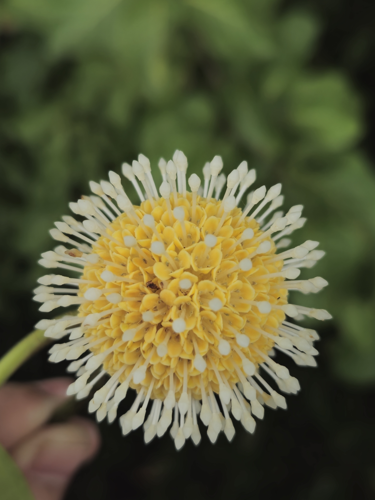Nauclea orientalis — ảnh 3