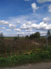 Heracleum sosnowskyi
