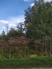 Heracleum sosnowskyi