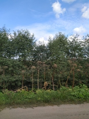 Heracleum sosnowskyi