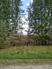 Heracleum sosnowskyi