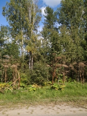 Heracleum sosnowskyi