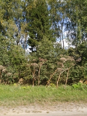 Heracleum sosnowskyi