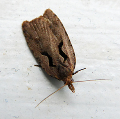 Cnephasia jactatana