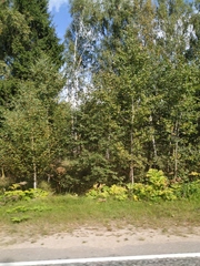 Heracleum sosnowskyi