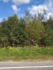 Heracleum sosnowskyi