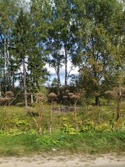 Heracleum sosnowskyi