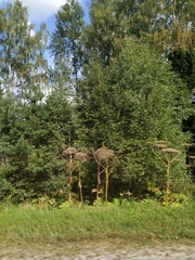 Heracleum sosnowskyi