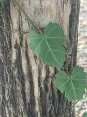 Cissus trifoliata