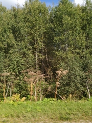 Heracleum sosnowskyi