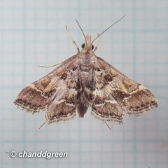 Diasemia accalis