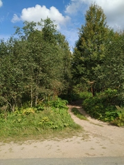 Heracleum sosnowskyi