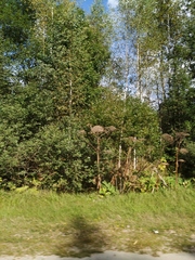 Heracleum sosnowskyi