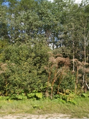 Heracleum sosnowskyi