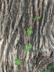 Cissus trifoliata