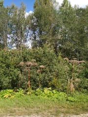 Heracleum sosnowskyi