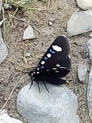 Alypiodes bimaculata