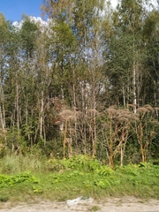 Heracleum sosnowskyi