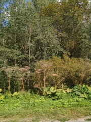 Heracleum sosnowskyi