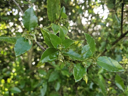 Coprosma acutifolia