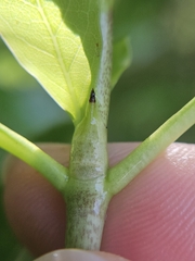 Coprosma acutifolia, photograph (c) Angus Campbell, some rights reserved (CC BY)