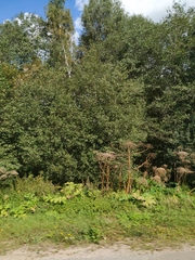 Heracleum sosnowskyi