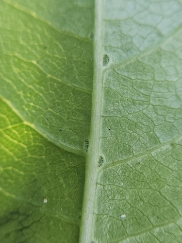 Coprosma acutifolia, photograph 4