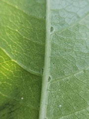 Coprosma acutifolia, photograph (c) Angus Campbell, some rights reserved (CC BY)