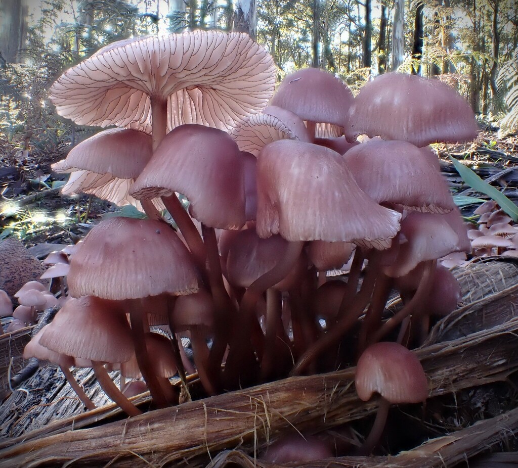 Mycena kurramulla · June 2025 · photo: © beau_meister (iNaturalist, cc-by)